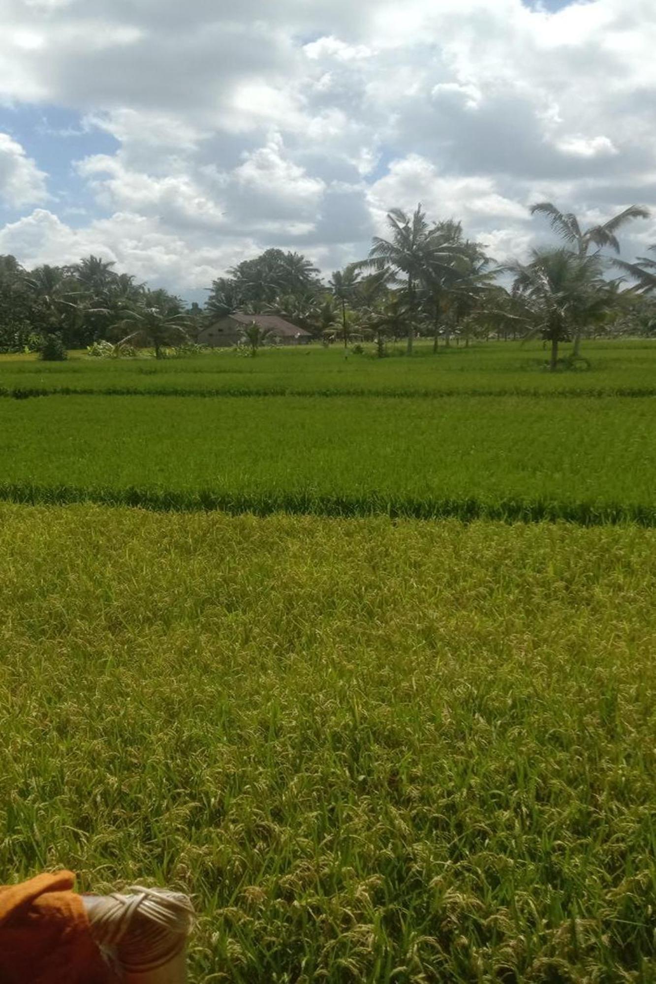 Lumbung Langit Bali House & Hostel Tampaksiring Ngoại thất bức ảnh